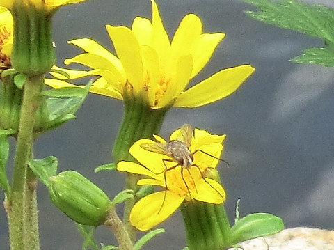 images/2014/10/yellow_flower-bug2_20141004.JPG