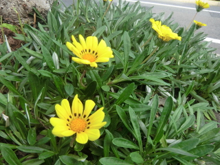 道端の黄色い花