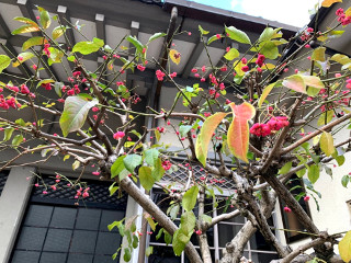 ../多聞院境内の赤い花の木