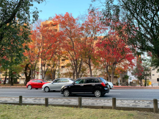 平和大通りの紅葉、土橋町方面