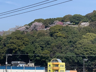 比治山に桜が見える